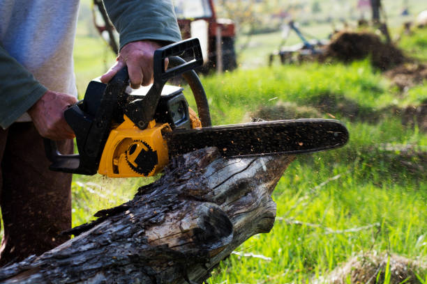 Leaf Removal in Waihee Waiehu, HI